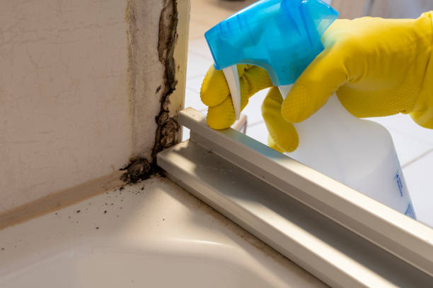 Best Bathroom Mold Remediation in Lockhart, TX