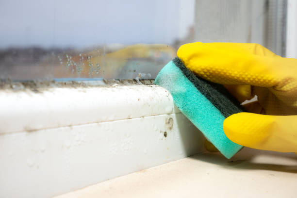 Best Kitchen Mold Remediation in Lockhart, TX
