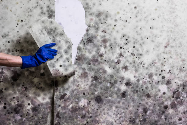 Best Localized Mold Remediation (e.g., coastal areas, humid climates) in Lockhart, TX