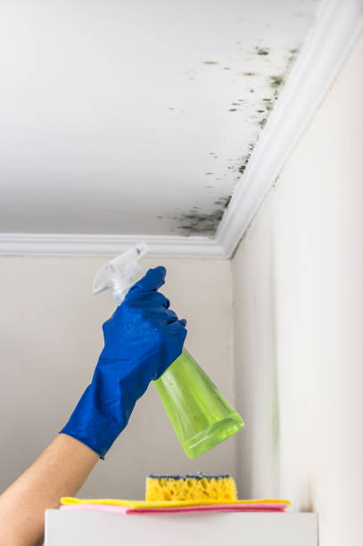 Best Commercial Mold Remediation in Lockhart, TX