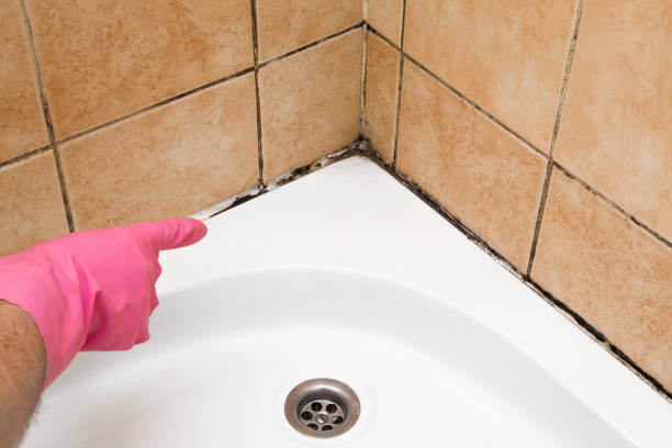 Best Basement Mold Remediation in Lockhart, TX